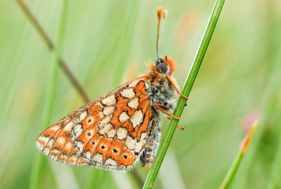 Marsh Fritillary (Euphydryas aurinia aurinia) 