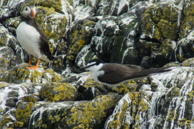 Bridled Tern (Onychoprion anaethetus)