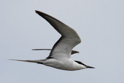 Bridled Tern (Onychoprion anaethetus)