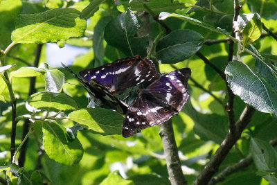 Purple Emperor (Apatura iris)
