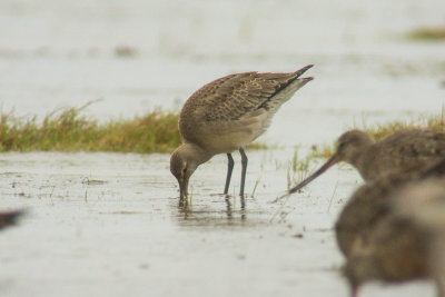 Hudsonian Godwit (Limosa haemastica)