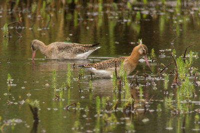 Black-tailed Godwit (Limosa limosa)