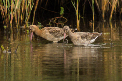 Black-tailed Godwit (Limosa limosa)