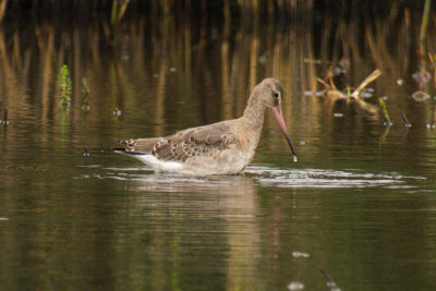 Black-tailed Godwit (Limosa limosa limosa)