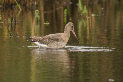 Black-tailed Godwit (Limosa limosa limosa)