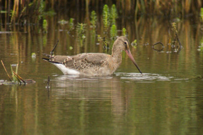 Black-tailed Godwit (Limosa limosa limosa)