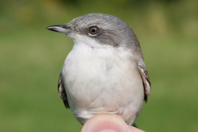 Lesser Whitethroat (Sylvia curruca)