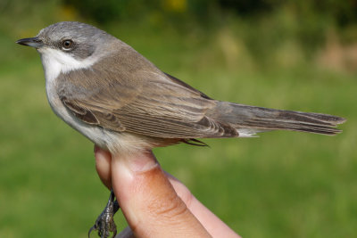 Lesser Whitethroat (Sylvia curruca)