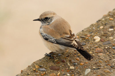 Desert Wheatear (Oenanthe deserti)