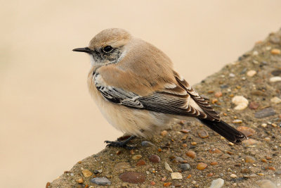 Desert Wheatear (Oenanthe deserti)