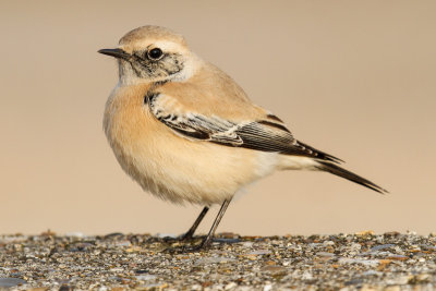 Desert Wheatear (Oenanthe deserti)