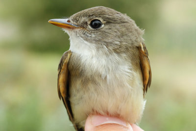 Alder Flycatcher (Empidonax alnorum)