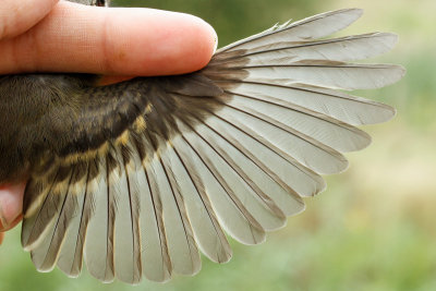 Alder Flycatcher (Empidonax alnorum)