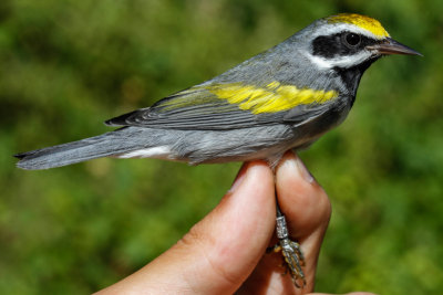 Golden-winged Warbler (Vermivora chrysoptera)