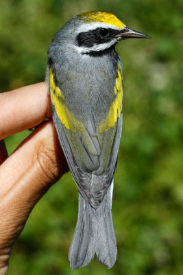 Golden-winged Warbler (Vermivora chrysoptera)