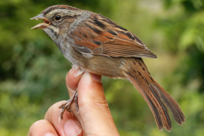 Swamp Sparrow (Melospiza georgiana)