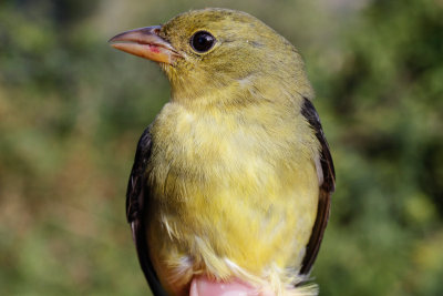 Scarlet Tanager (Piranga olivacea)