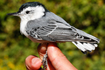 White-breasted Nuthatch (Sitta carolinensis)