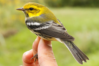 Black-throated Green Warbler (Setophaga virens)