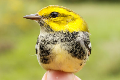 Black-throated Green Warbler (Setophaga virens)