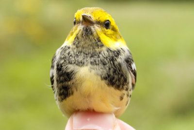 Black-throated Green Warbler (Setophaga virens)