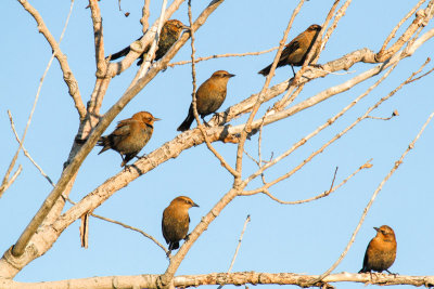 Rusty Blackbird (Euphagus carolinus)