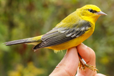 Blue-winged Warbler (Vermivora cyanoptera)