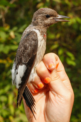 Red-headed Woodpecker (Melanerpes erythrocephalus)