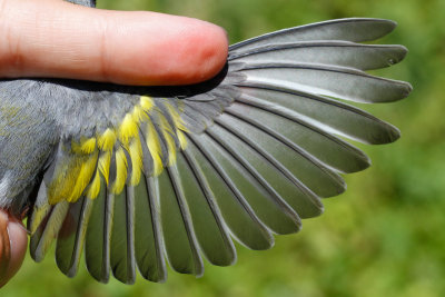 Golden-winged Warbler (Vermivora chrysoptera)