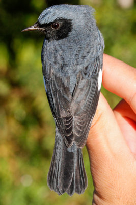 Black-throated Blue Warbler (Setophaga caerulescens)