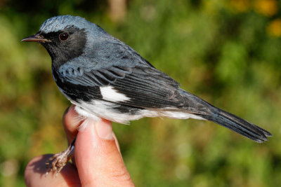 Black-throated Blue Warbler (Setophaga caerulescens)