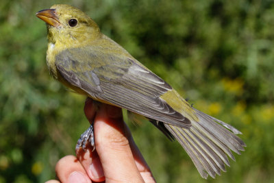 Scarlet Tanager (Piranga olivacea)