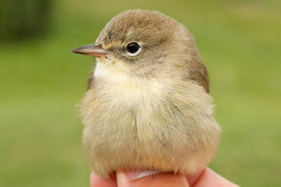 Pine Warbler (Setophaga pinus)