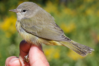 Orange-crowned Warbler (Oreothlypis celata celata)