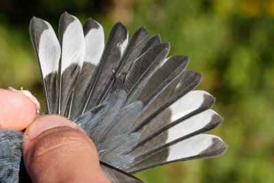 Black-throated Blue Warbler (Setophaga caerulescens)