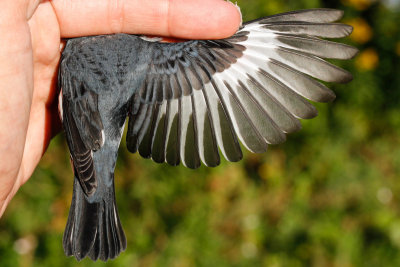 Black-throated Blue Warbler (Setophaga caerulescens)