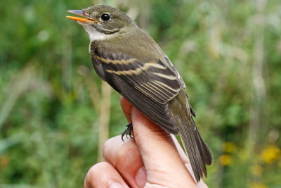 Traill's (Willow) Flycatcher _MG_4768.jpg