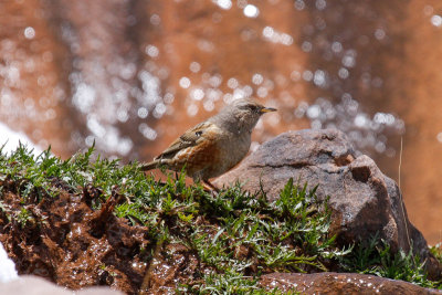 Alpine Accentor (Prunella collaris)