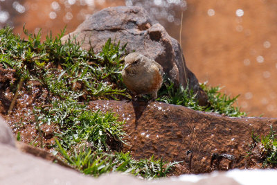 Alpine Accentor (Prunella collaris)