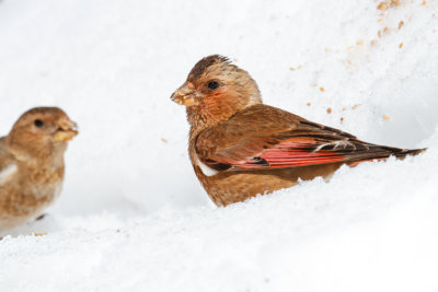 African Crimson-winged Finch (Rhodopechys alienus)