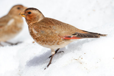 African Crimson-winged Finch (Rhodopechys alienus)