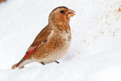 African Crimson-winged Finch (Rhodopechys alienus)