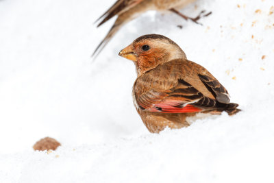 African Crimson-winged Finch (Rhodopechys alienus)