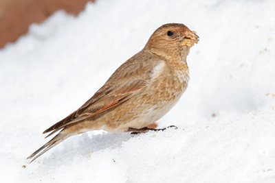 African Crimson-winged Finch (Rhodopechys alienus)