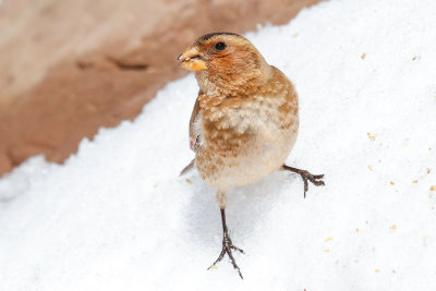 African Crimson-winged Finch (Rhodopechys alienus)