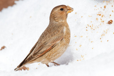 African Crimson-winged Finch (Rhodopechys alienus)