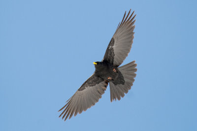 Alpine Chough (Pyrrhocorax graculus)