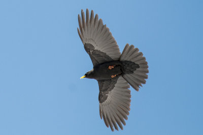 Alpine Chough (Pyrrhocorax graculus)