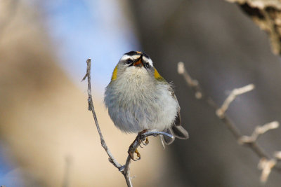 Firecrest (Regulus ignicapilla balearicus)