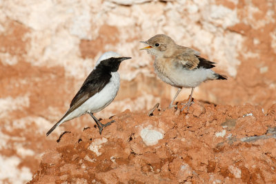 Maghreb Wheatear (Oenanthe lugens halophila)